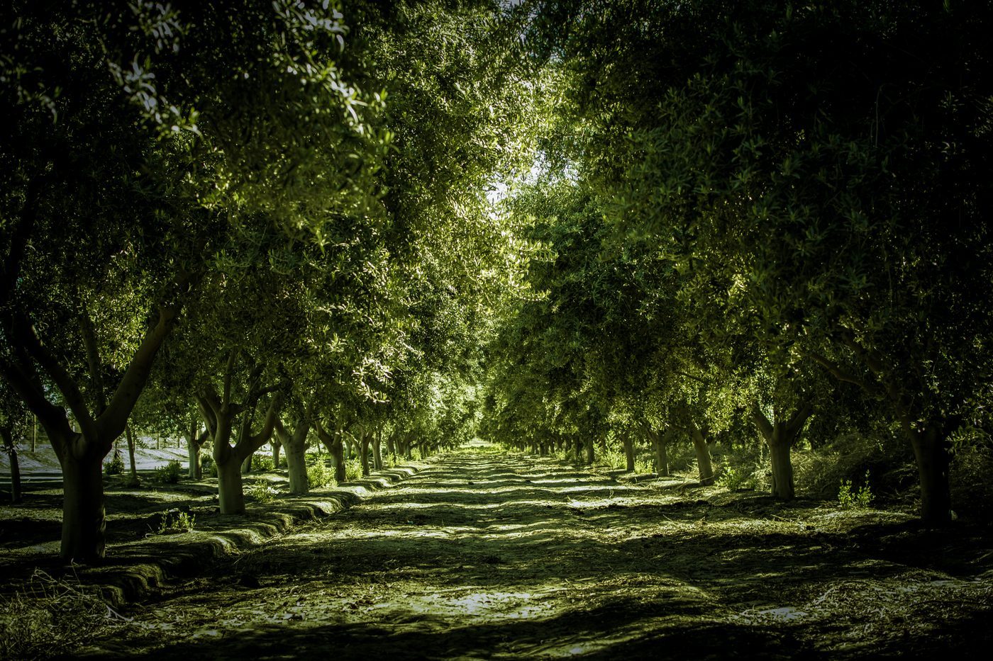 Cultivo de olivos El Cata