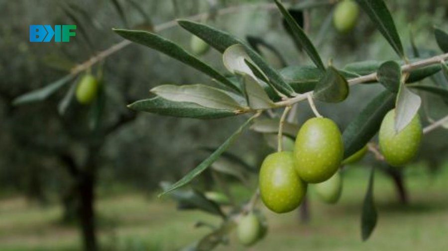 Variedad Arauco